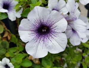 white-and-purple flowers thumbnail