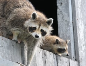 two raccoons on wooden window thumbnail