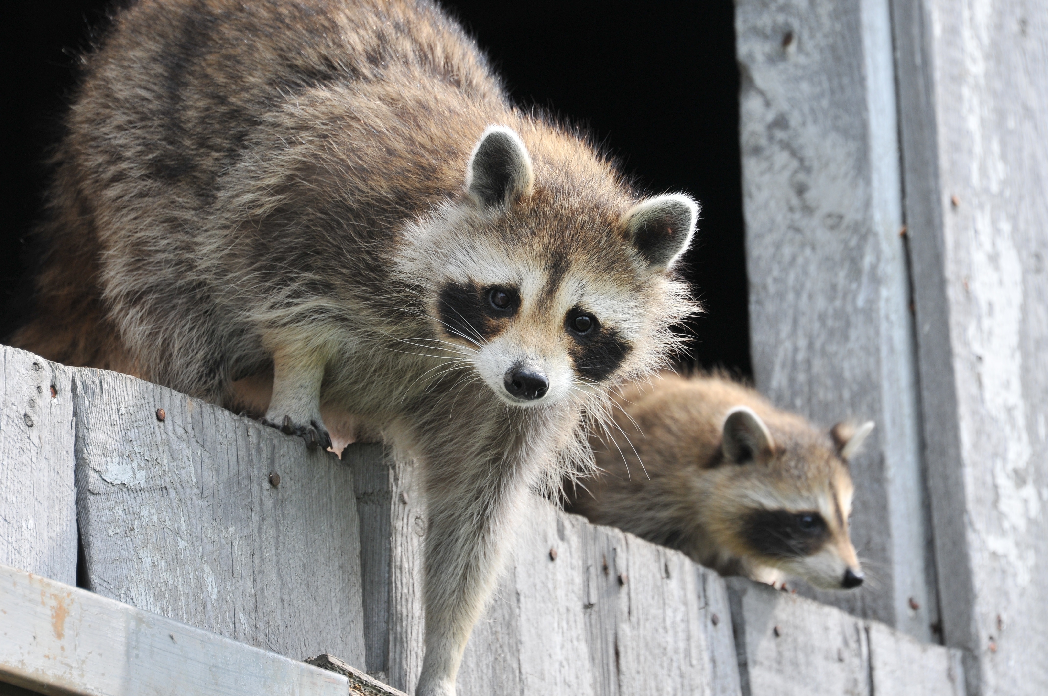 two raccoons on wooden window