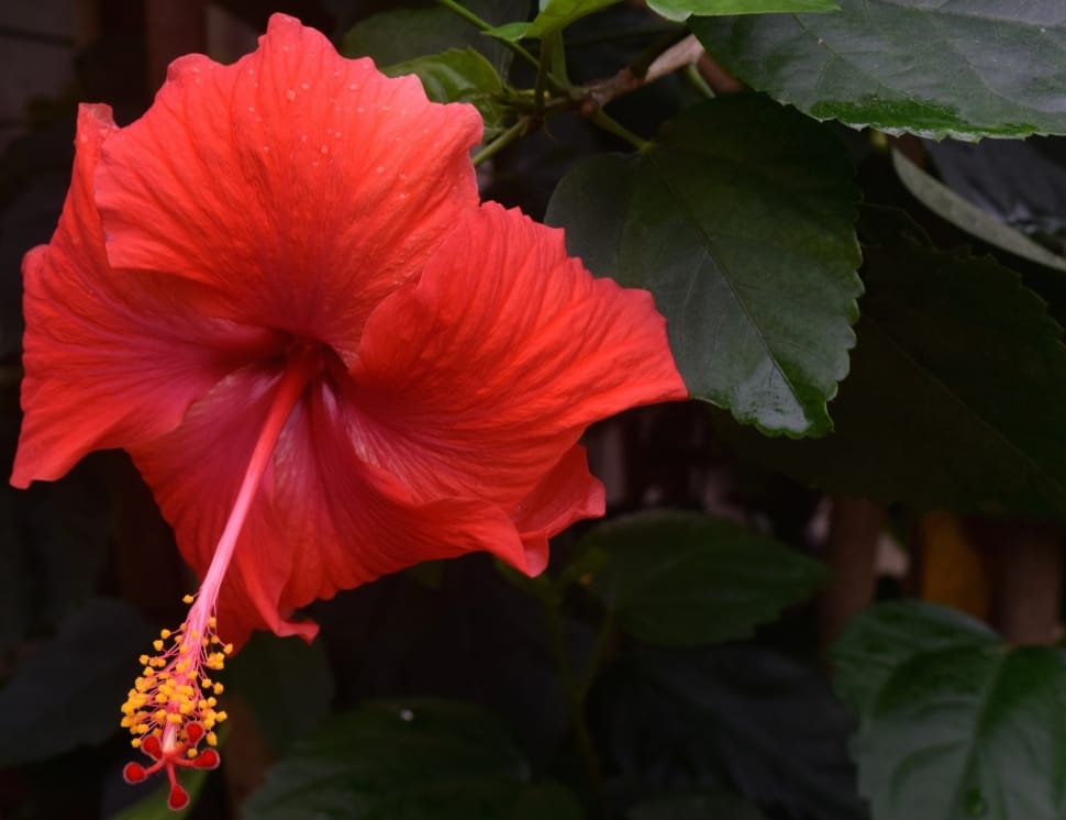 red hibiscus flower preview