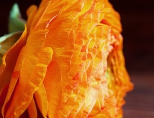 orange flowers thumbnail