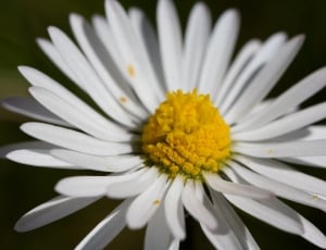 white oxeye daisy thumbnail