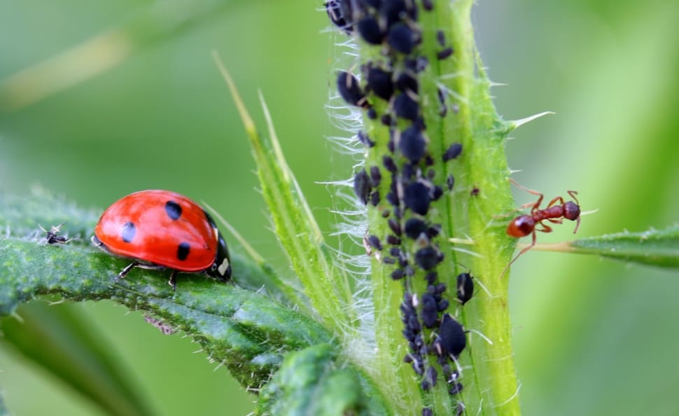 red ladybug and fire ant preview