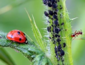 red ladybug and fire ant thumbnail