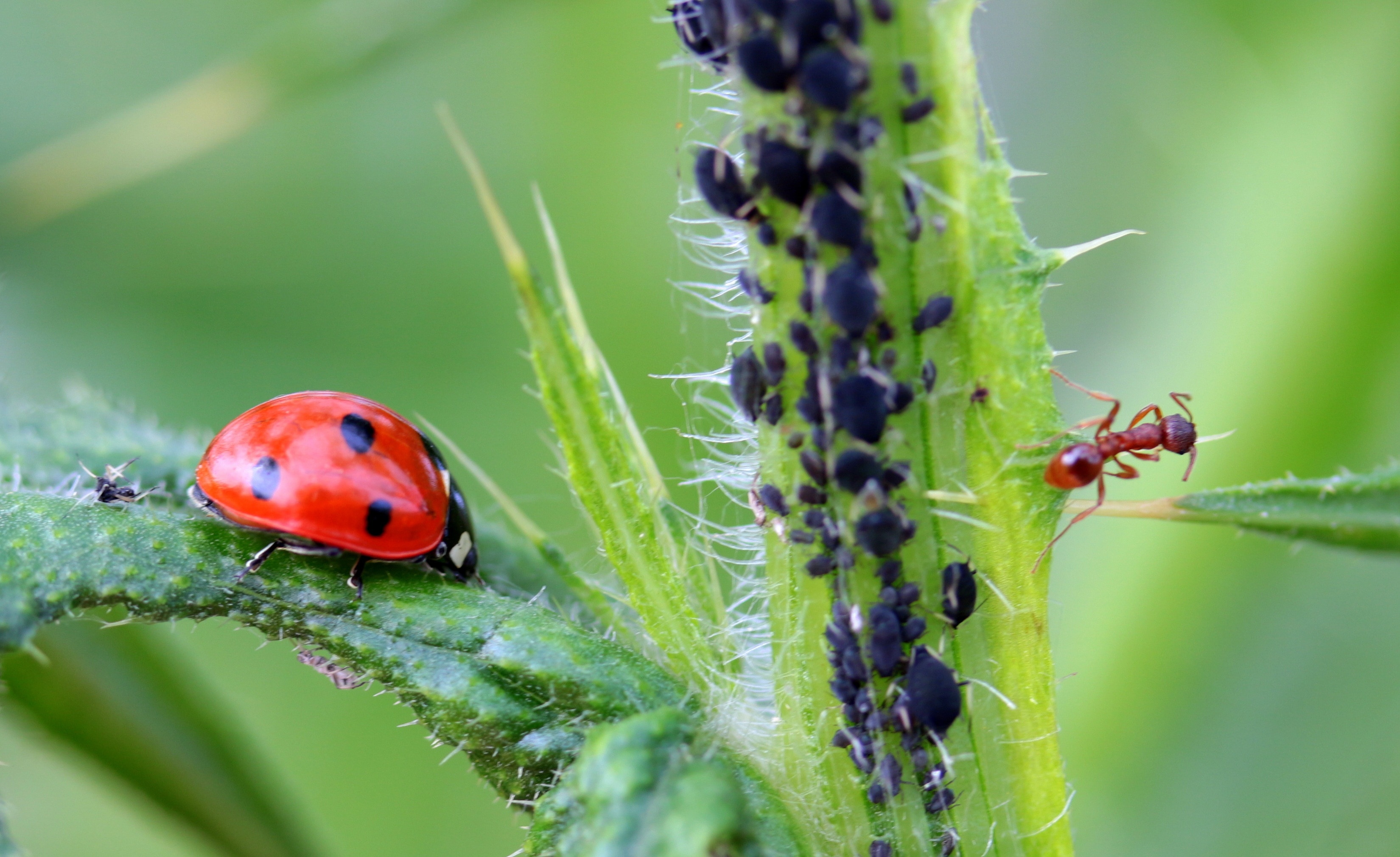 red ladybug and fire ant