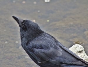 common crow thumbnail