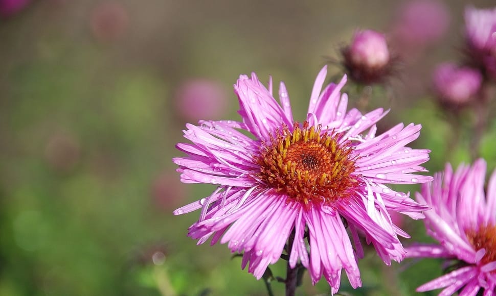 selective focus photography of bloomed purple flower preview