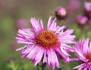 selective focus photography of bloomed purple flower thumbnail