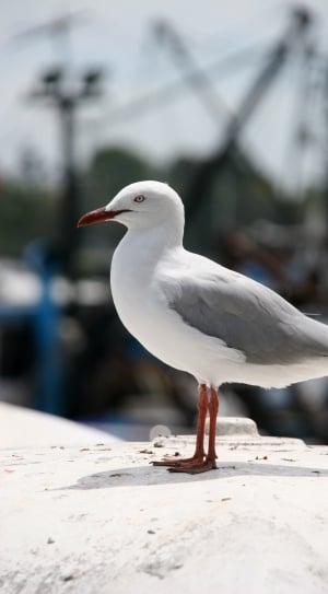 selective focus photo of white and gray bird perched on white surface thumbnail