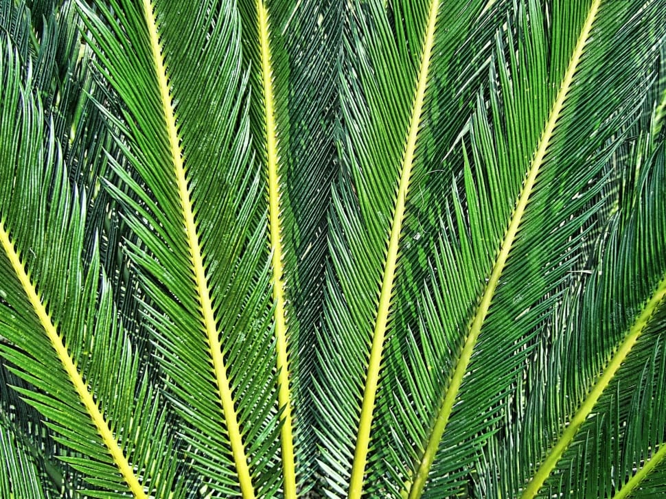 Fern, Green, Texture, Rays, Leaves, palm leaf, leaf preview