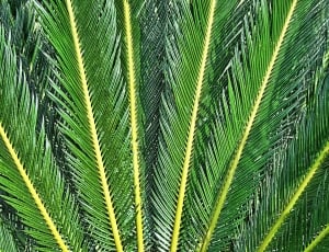 Fern, Green, Texture, Rays, Leaves, palm leaf, leaf thumbnail