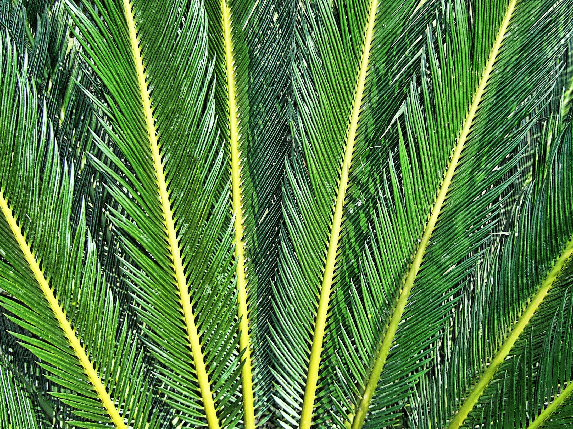 Fern, Green, Texture, Rays, Leaves, palm leaf, leaf