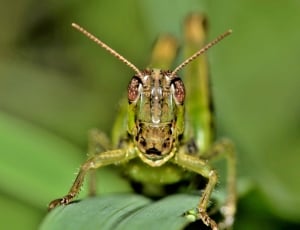 green Grasshopper in closeup photography thumbnail