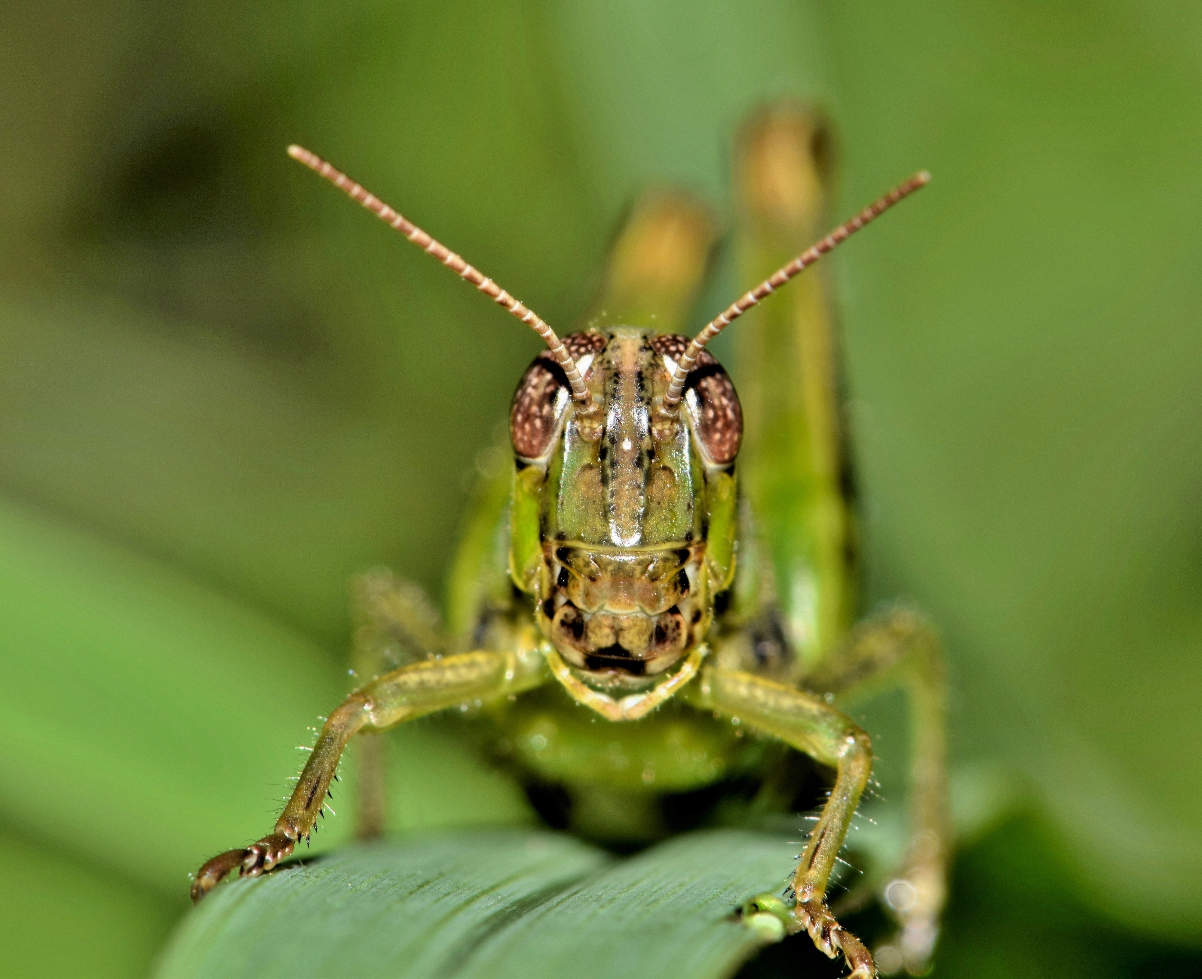 green Grasshopper in closeup photography