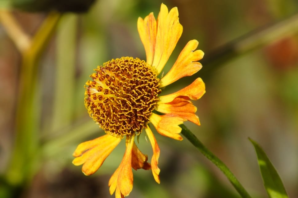 yellow coneflower preview
