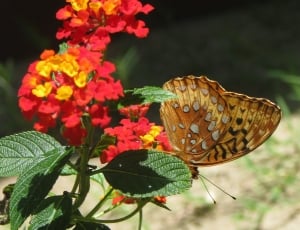 Lantana Camara, Flower, Butterfly, butterfly - insect, flower thumbnail