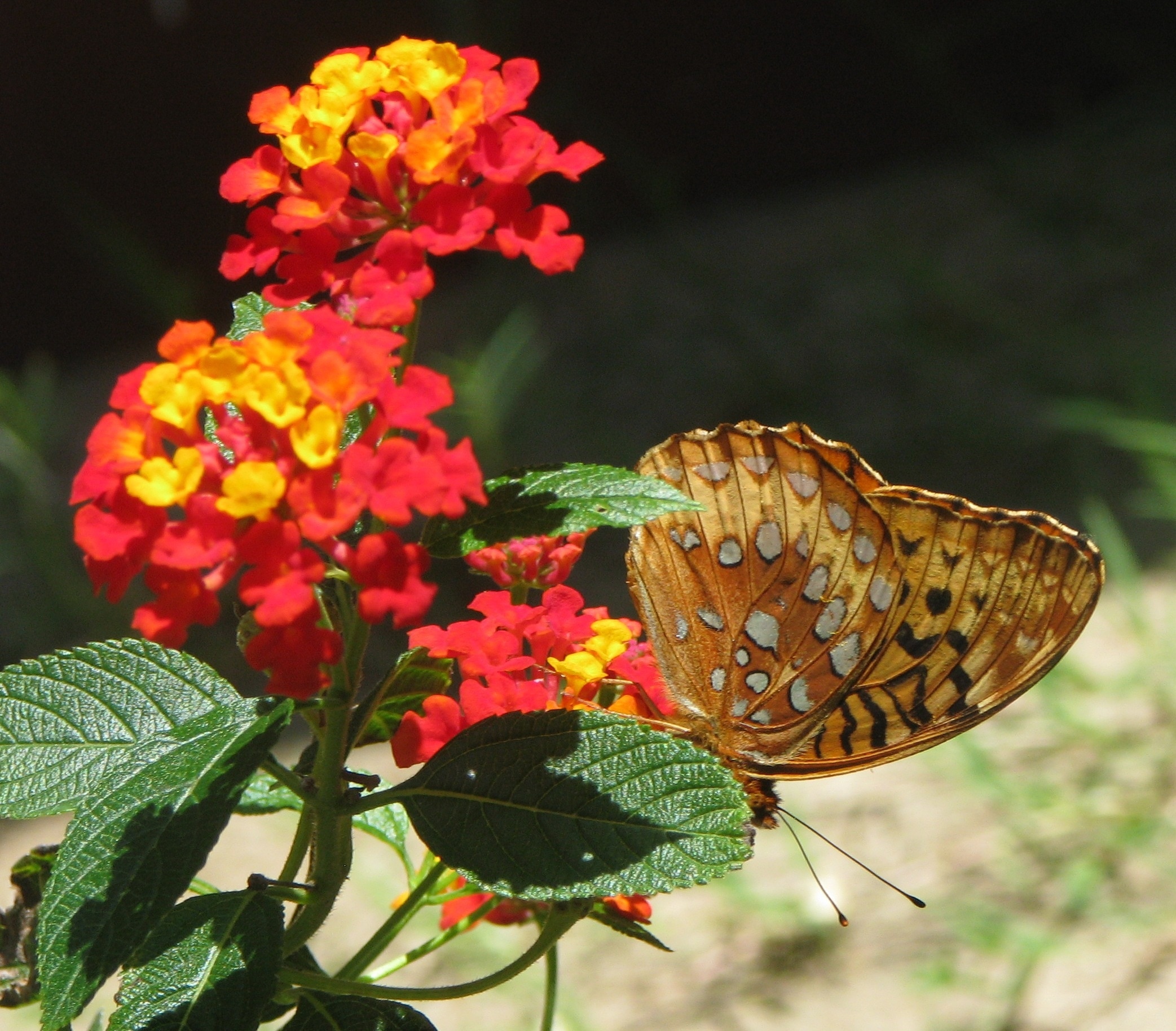 Lantana Camara, Flower, Butterfly, butterfly - insect, flower