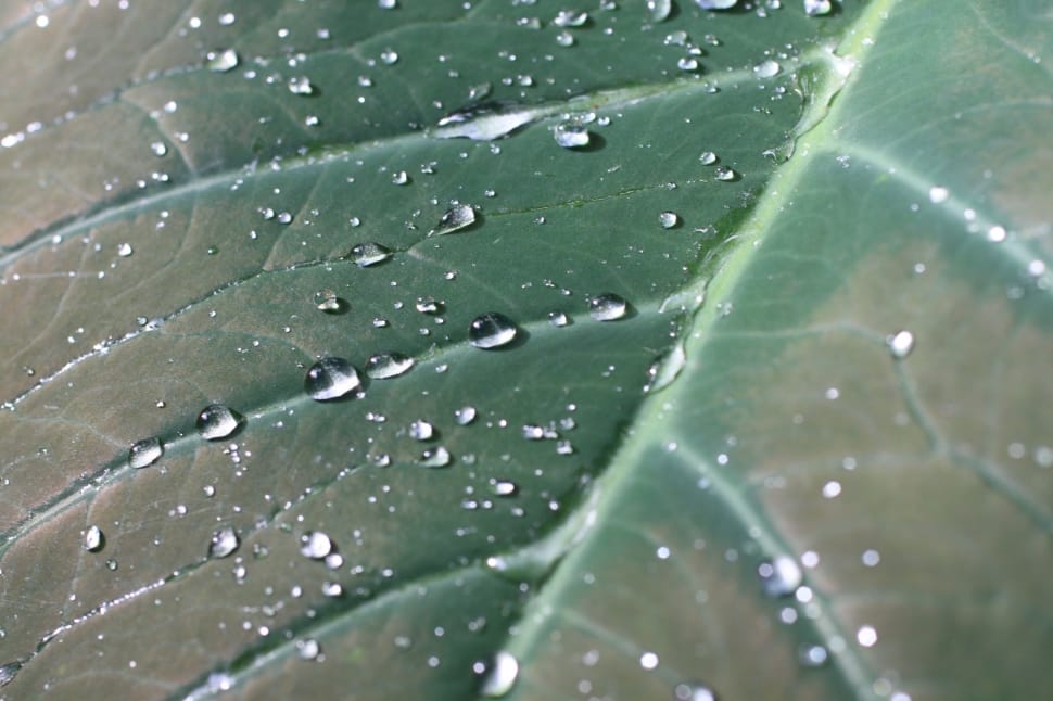 Green, Leaf, Dew, Rain, Tropical, leaf, full frame preview