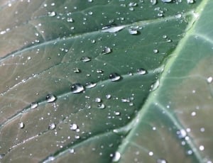 Green, Leaf, Dew, Rain, Tropical, leaf, full frame thumbnail
