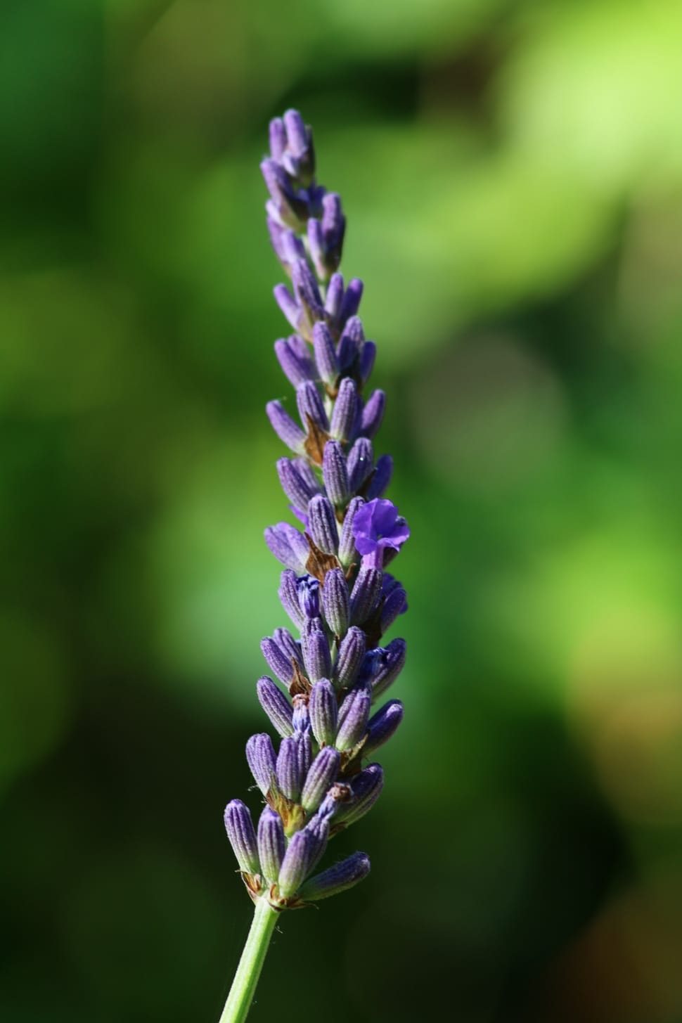 purple clustered flower in close up photography during daytime preview