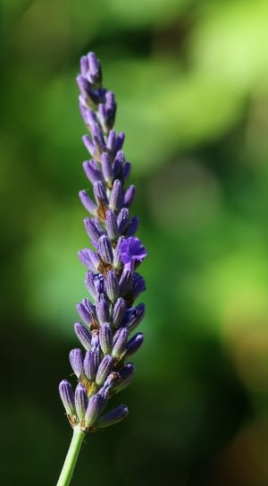 purple clustered flower in close up photography during daytime thumbnail