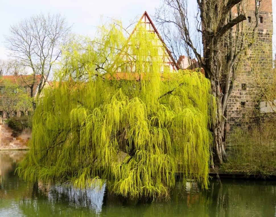green weeping willow free image | Peakpx
