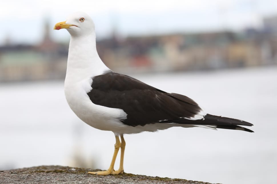 selective focus photography of white and brown seagull preview