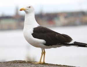 selective focus photography of white and brown seagull thumbnail