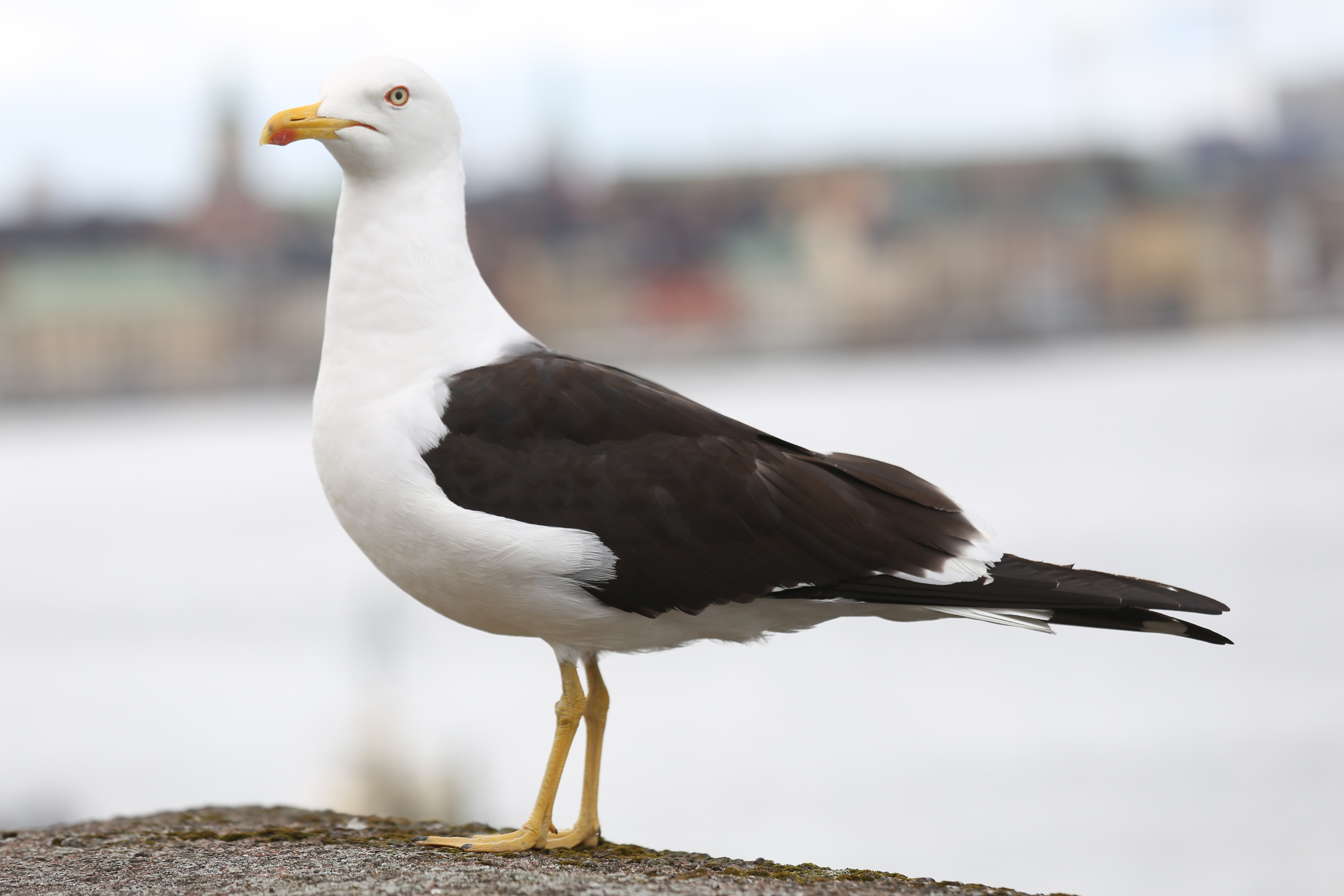 selective focus photography of white and brown seagull