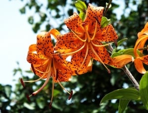 Flower, Beautiful, Orange, Tiger Lilies, flower, leaf thumbnail