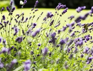 shallow focus photography of purple lavenders during day time thumbnail