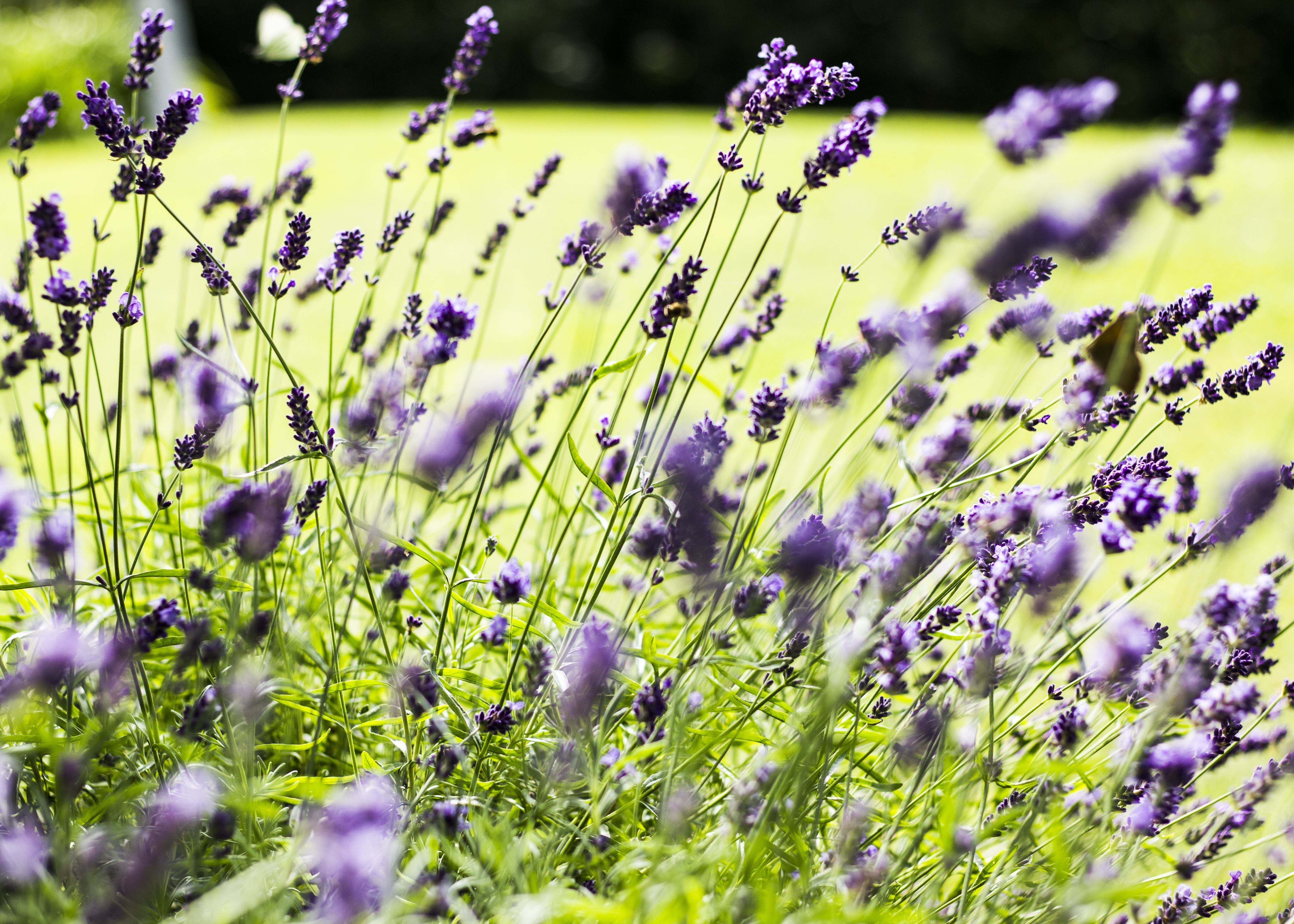 shallow focus photography of purple lavenders during day time
