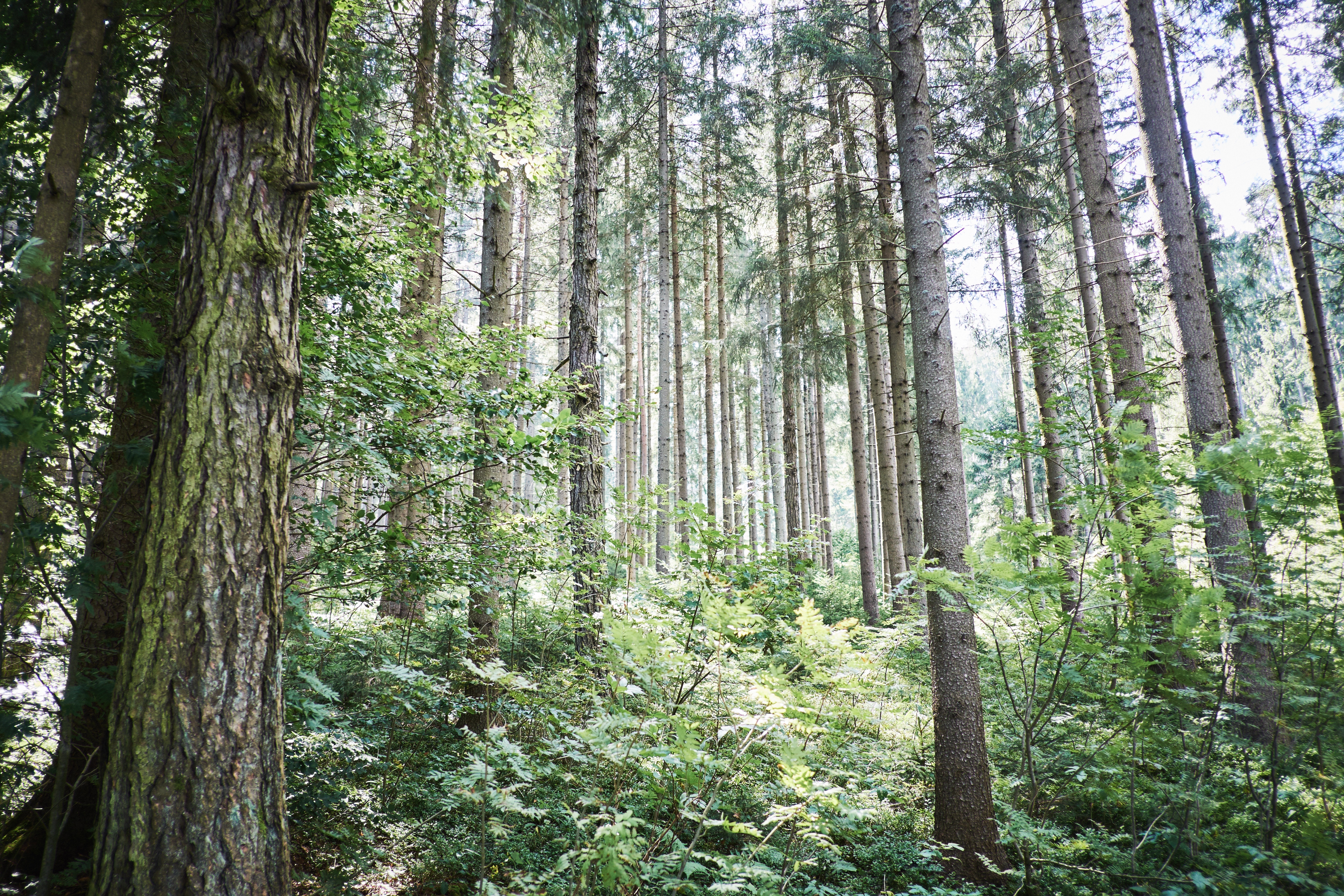 Какие деревья произрастают в широколиственных лесах