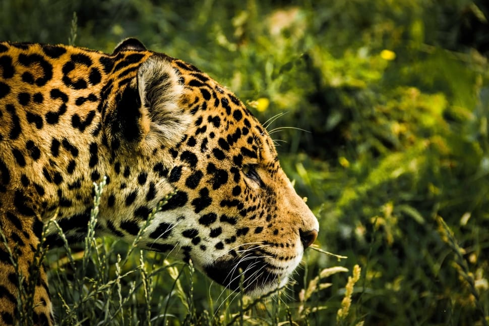leopard on green grass preview