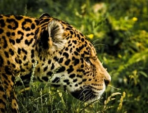 leopard on green grass thumbnail