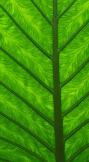 green leaf in close-up photography thumbnail