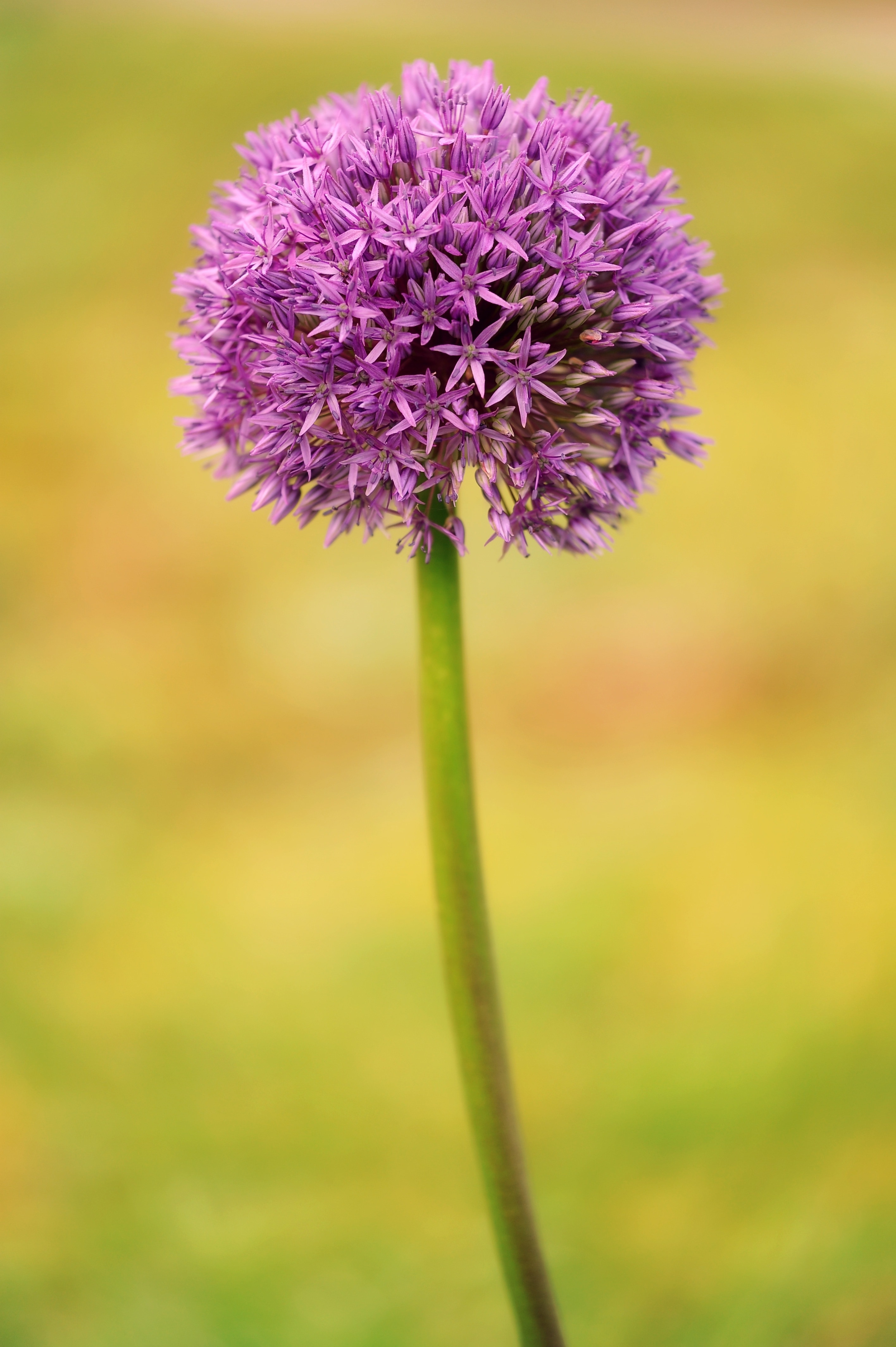 purple dandelion