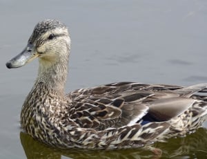 gray and white duck thumbnail