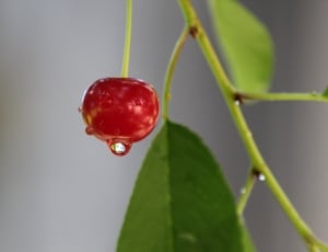red cherry fruit \ thumbnail