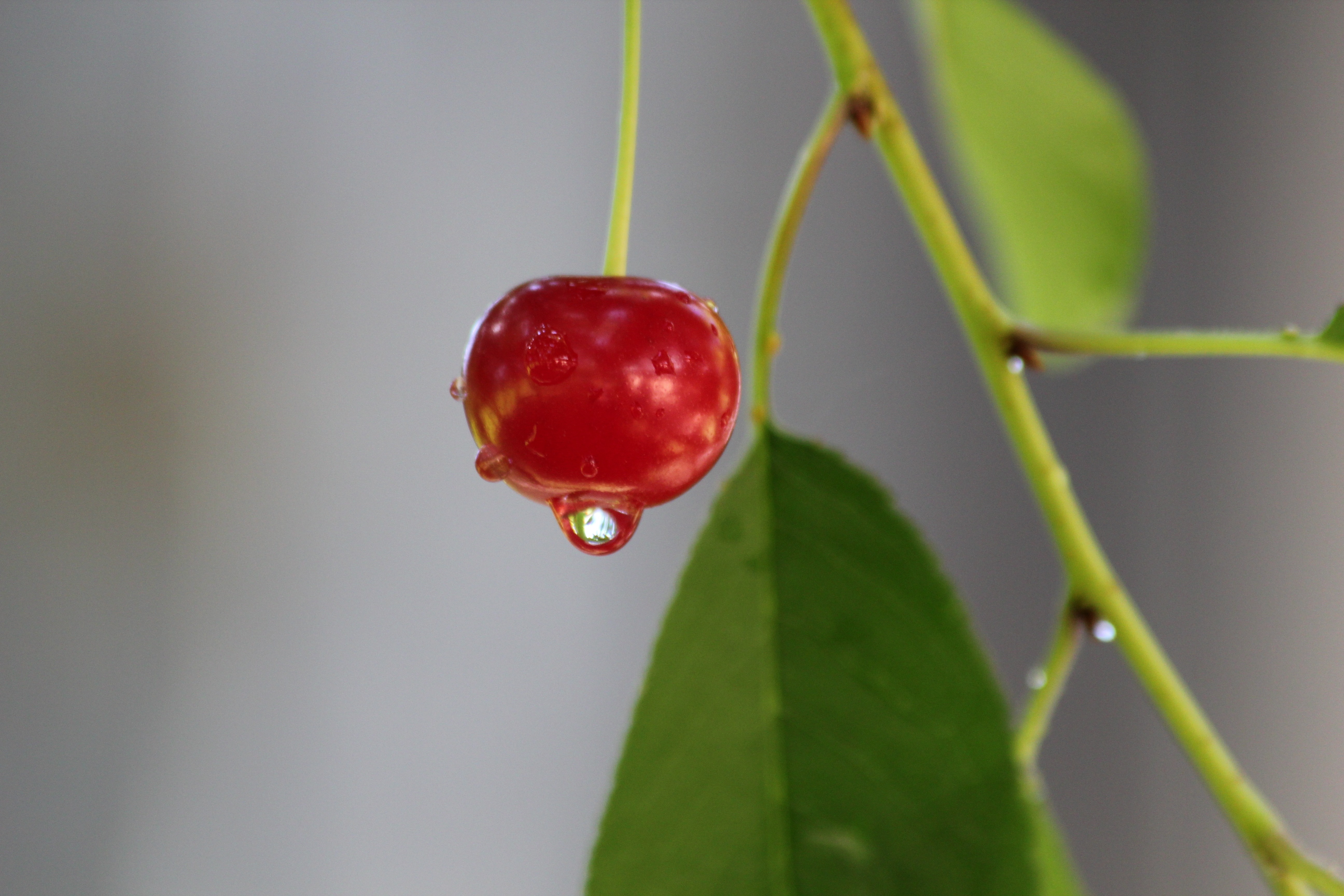 red cherry fruit \