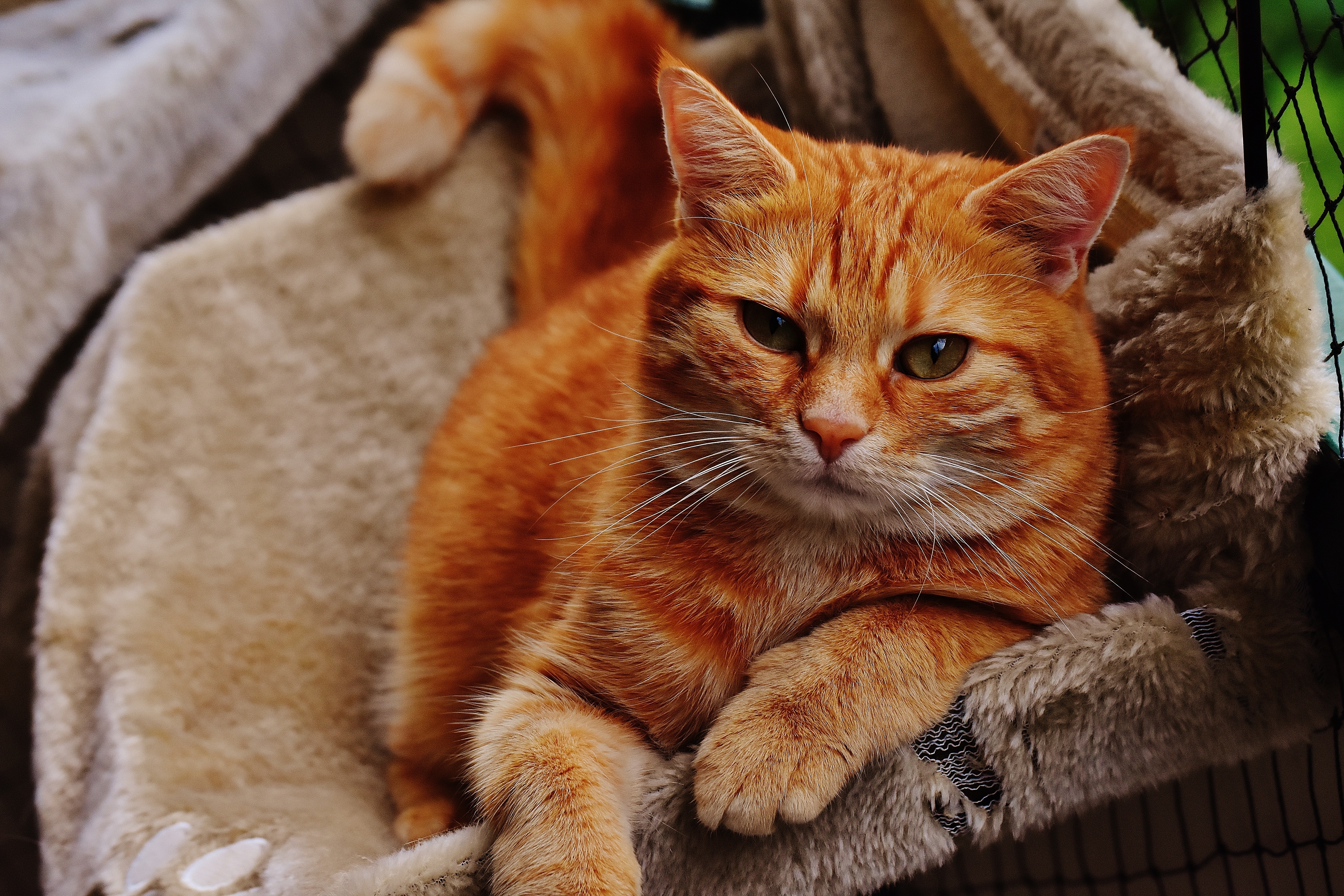 Говорите рыжего кота. Макрелевый табби рыжий. Тигровый макрелевый табби рыжий. Европейская короткошерстная табби рыжий. Бразильская короткошерстная кошка рыжая.