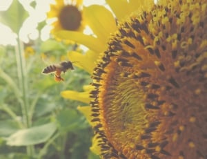 sunflower and honey bee thumbnail