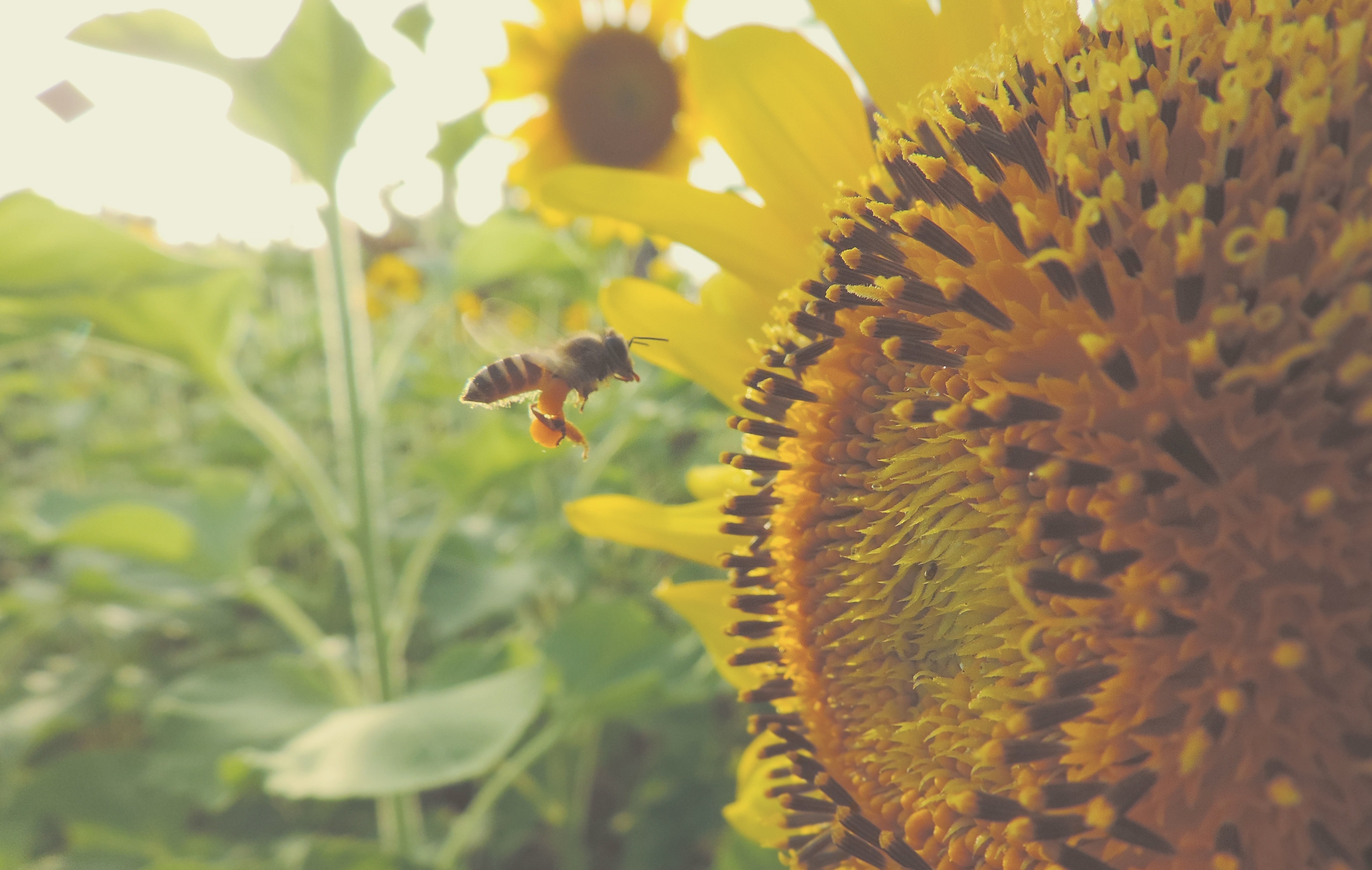 sunflower and honey bee