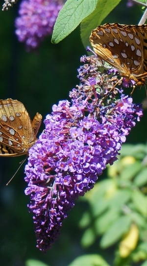 flowers with 2 butterflies thumbnail