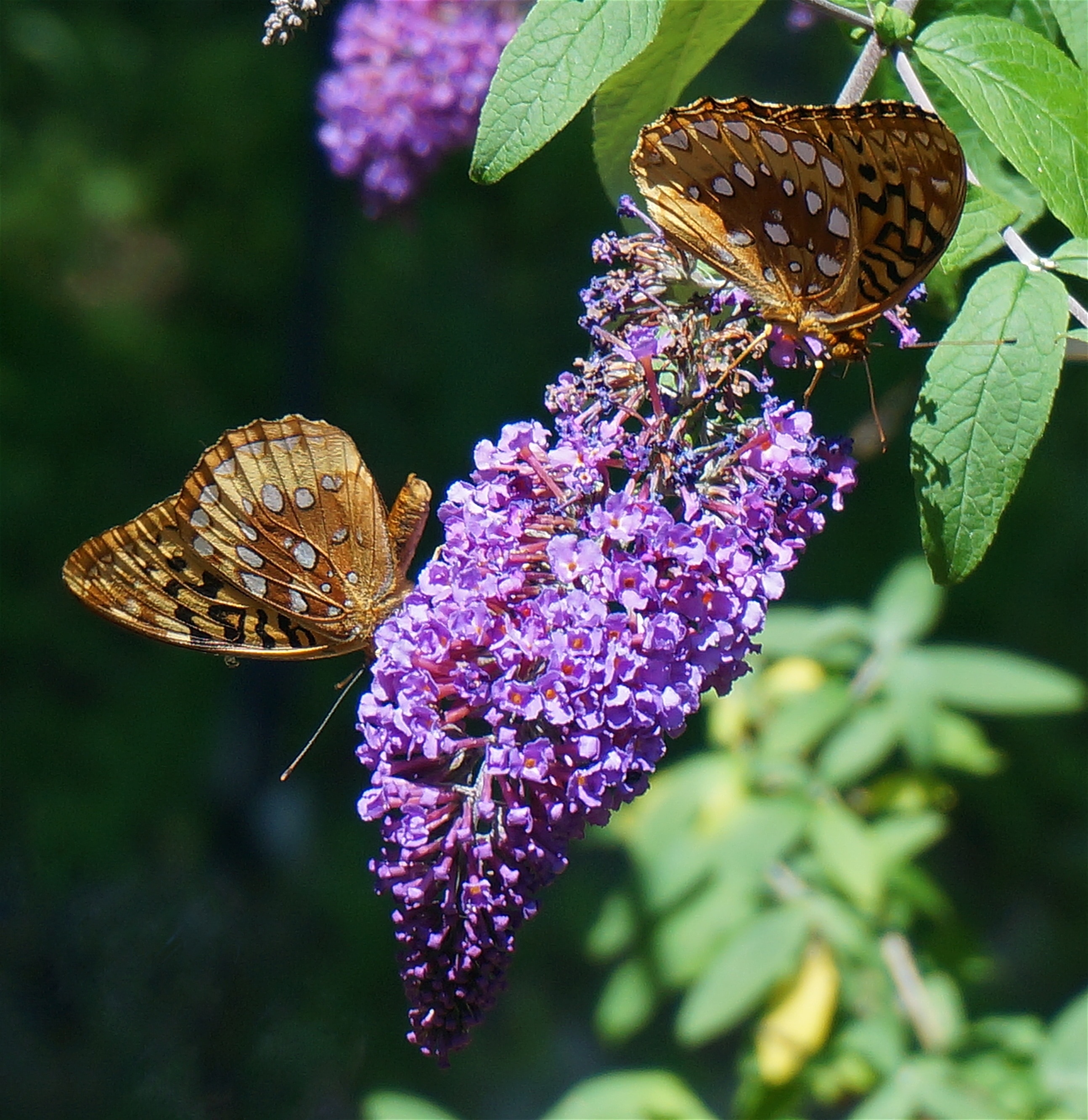 flowers with 2 butterflies