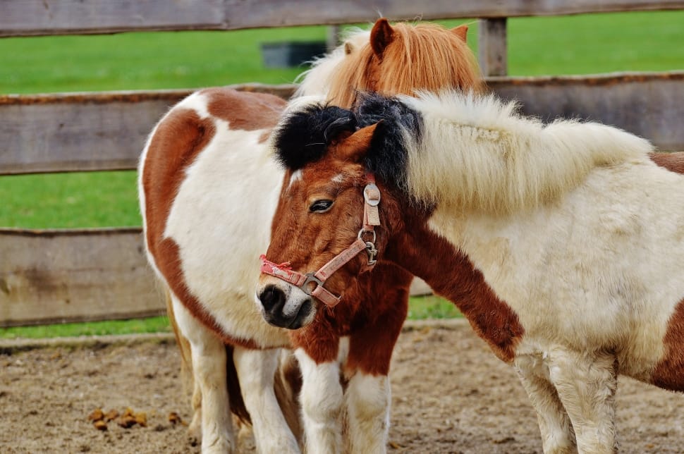 2 white and brown pony horses preview