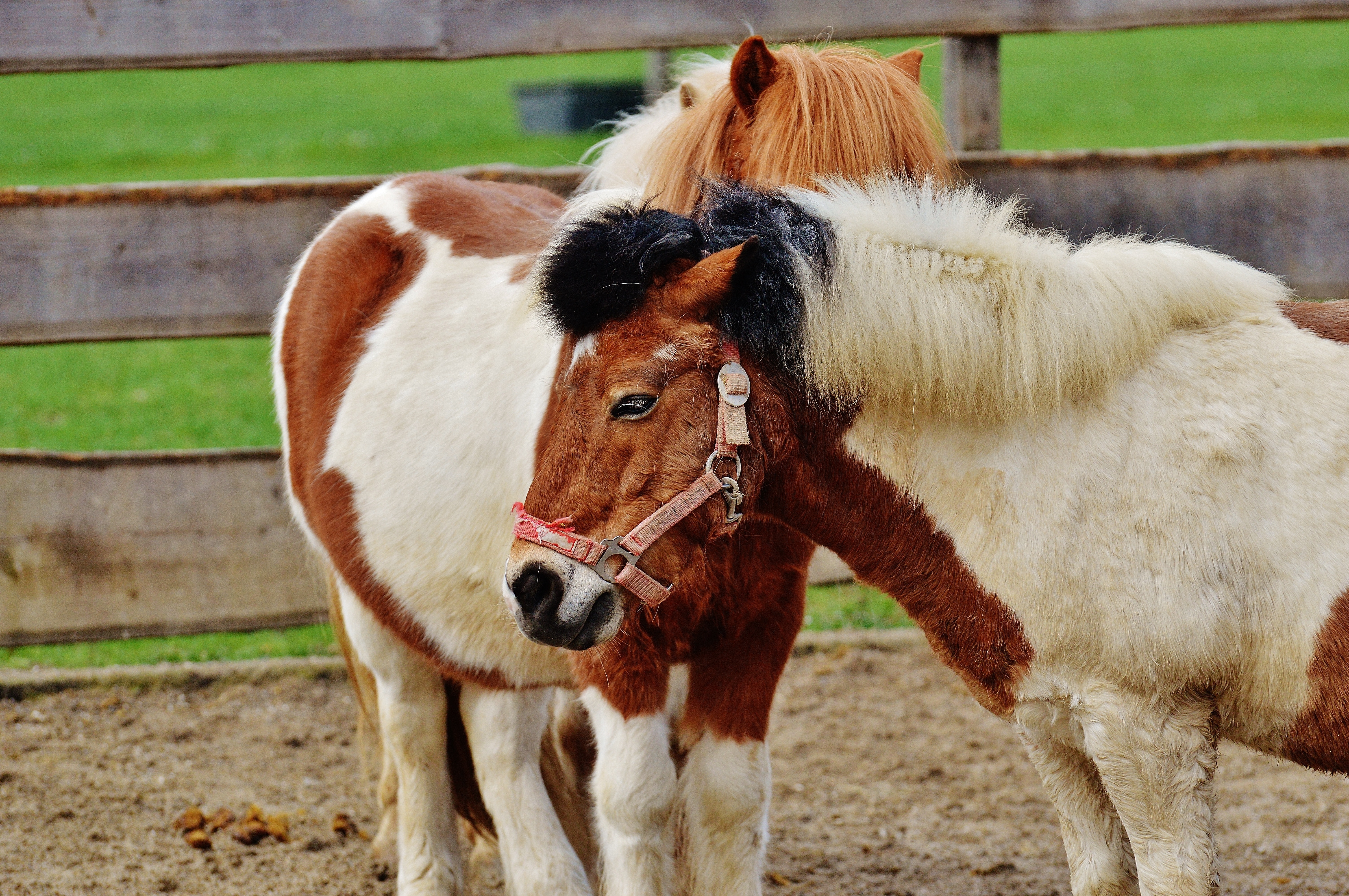 2 white and brown pony horses