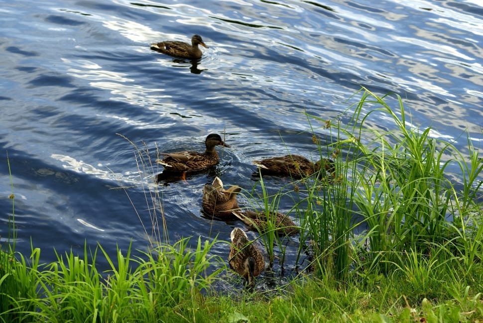 flock of female mallard duck preview