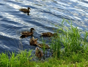 flock of female mallard duck thumbnail