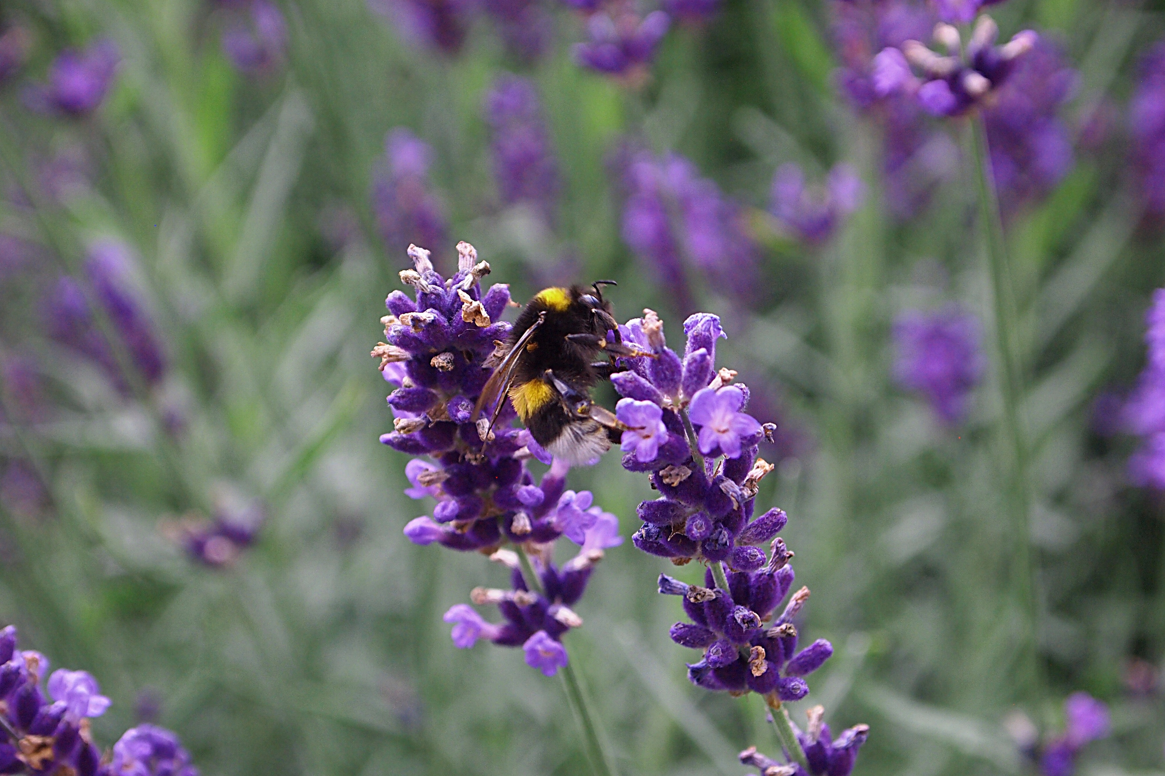 purple petal flower and bee